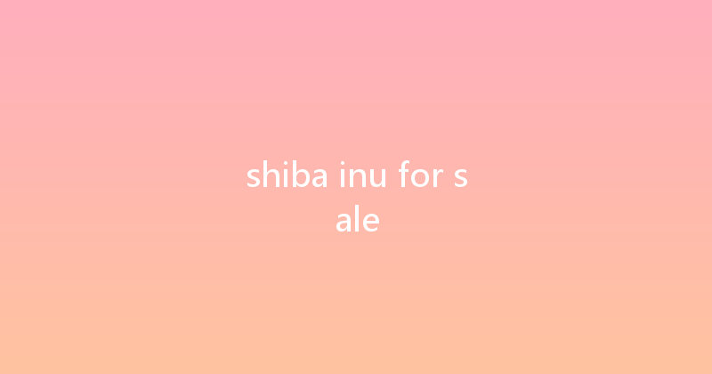 shiba inu for sale 